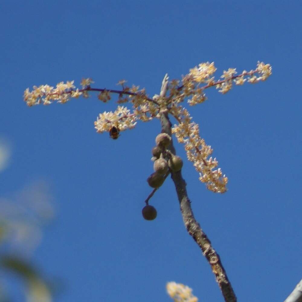 Image of Bursera grandifolia (Schltdl.) Engl.