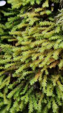 Image of rambling tail-moss