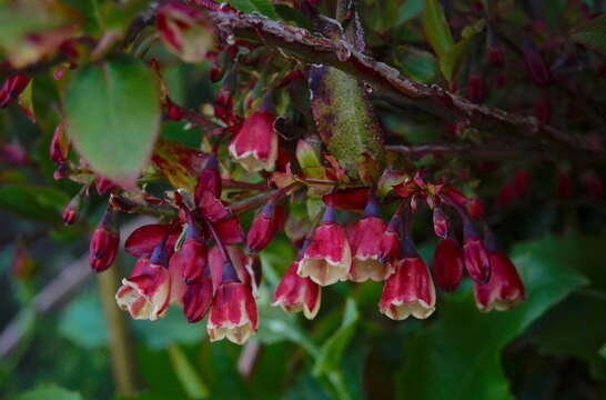 Image of Vaccinium padifolium J. E. Sm.