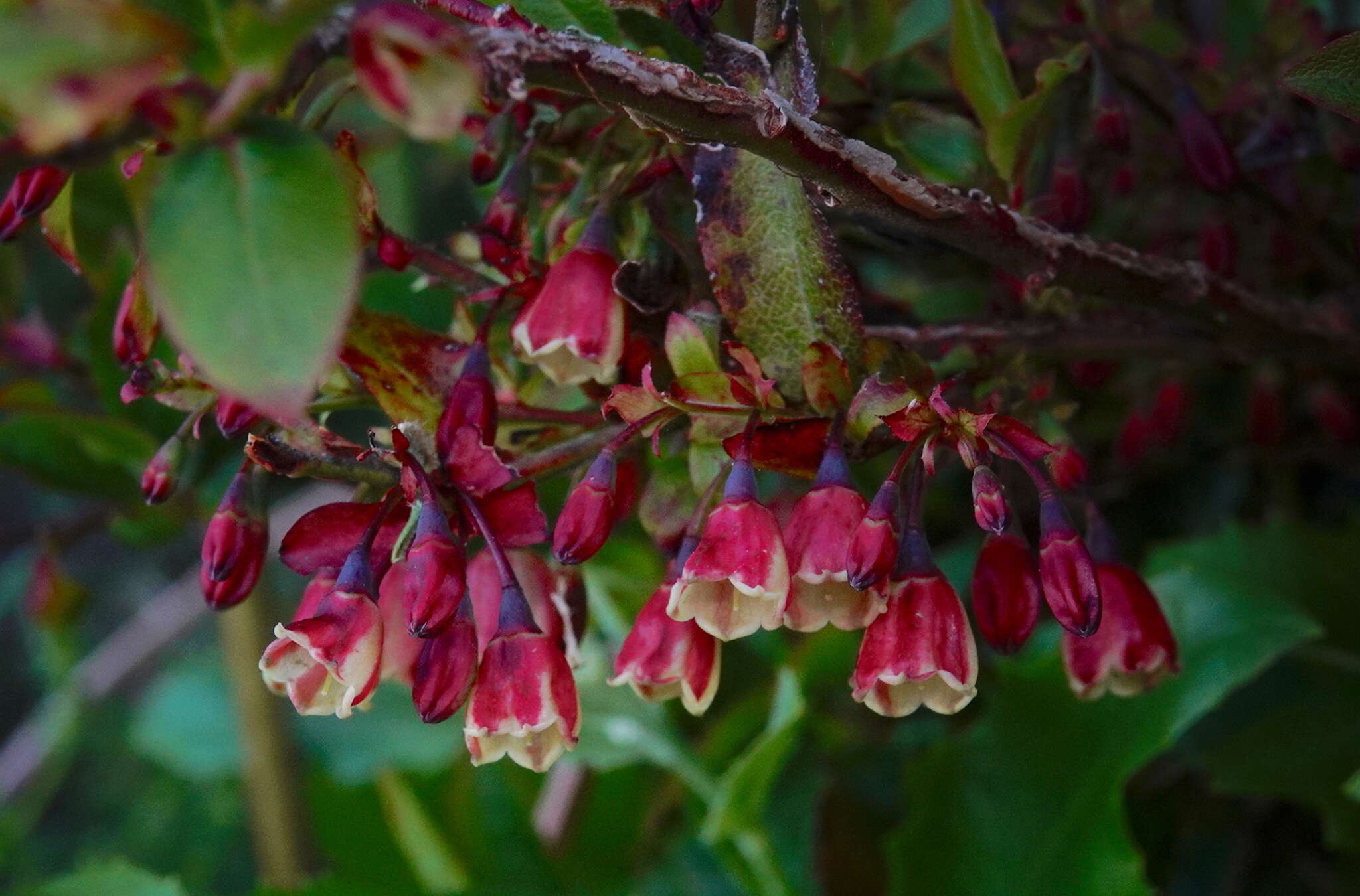 Sivun Vaccinium padifolium J. E. Sm. kuva