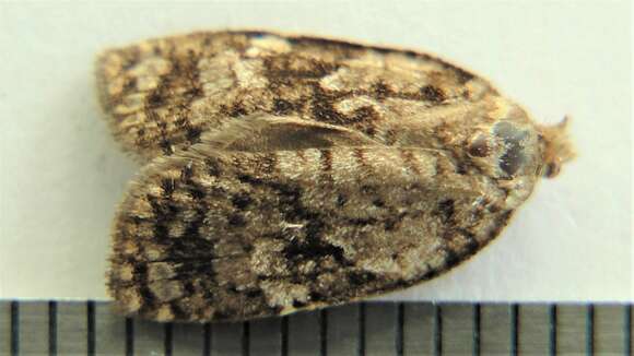 Choristoneura fumiferana Clemens 1865 resmi