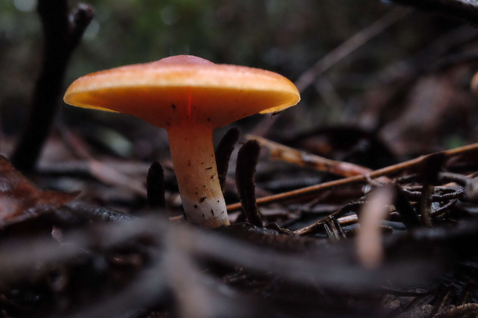 Image of Gymnopilus allantopus (Berk.) Pegler 1965