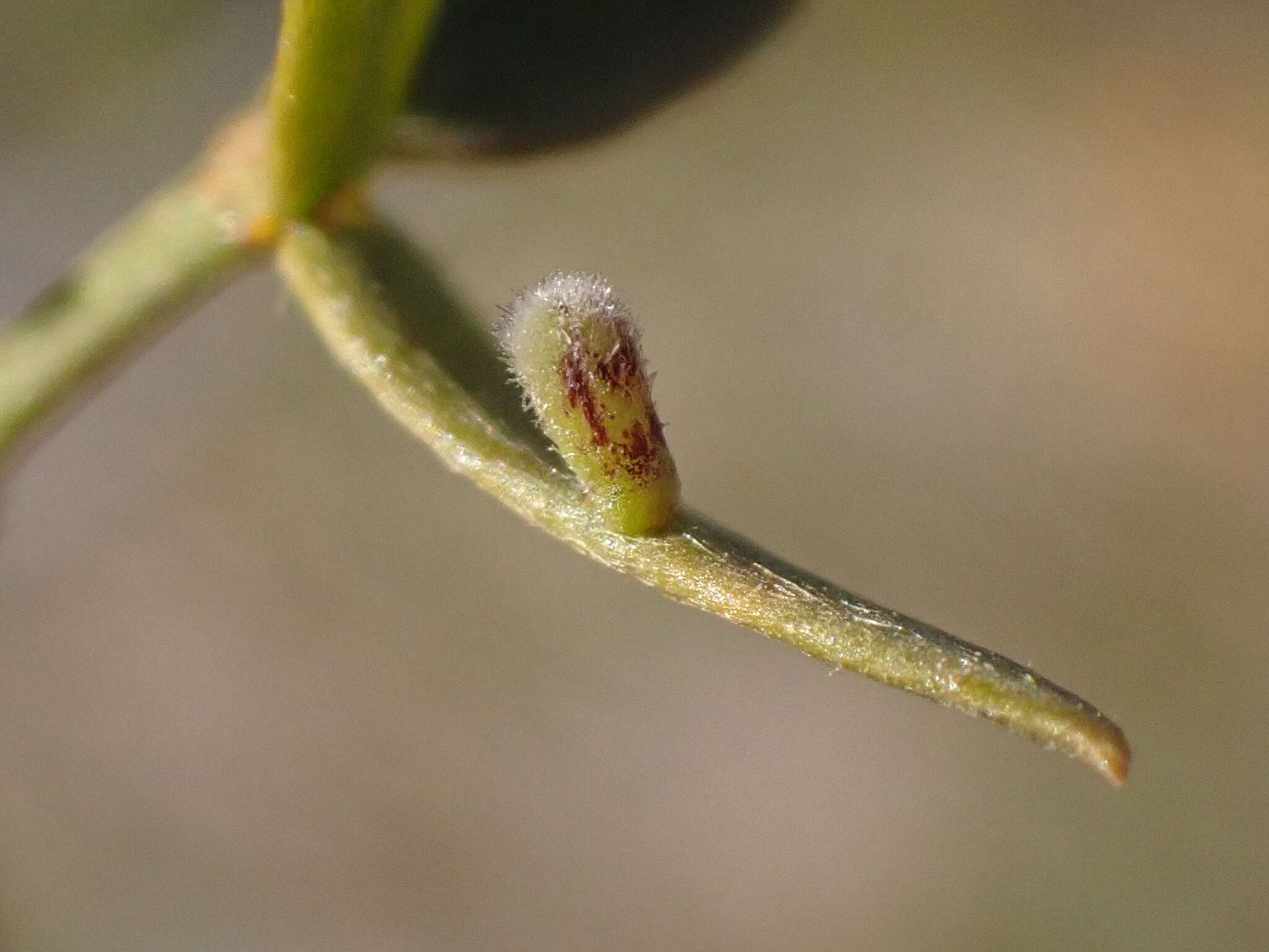 Image of Asphondylia pilosa Gagne 1990