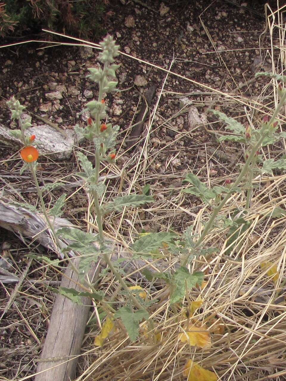 Image of Emory's globemallow