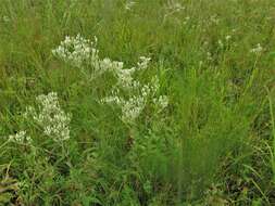 Eupatorium sullivaniae E. E. Schill.的圖片