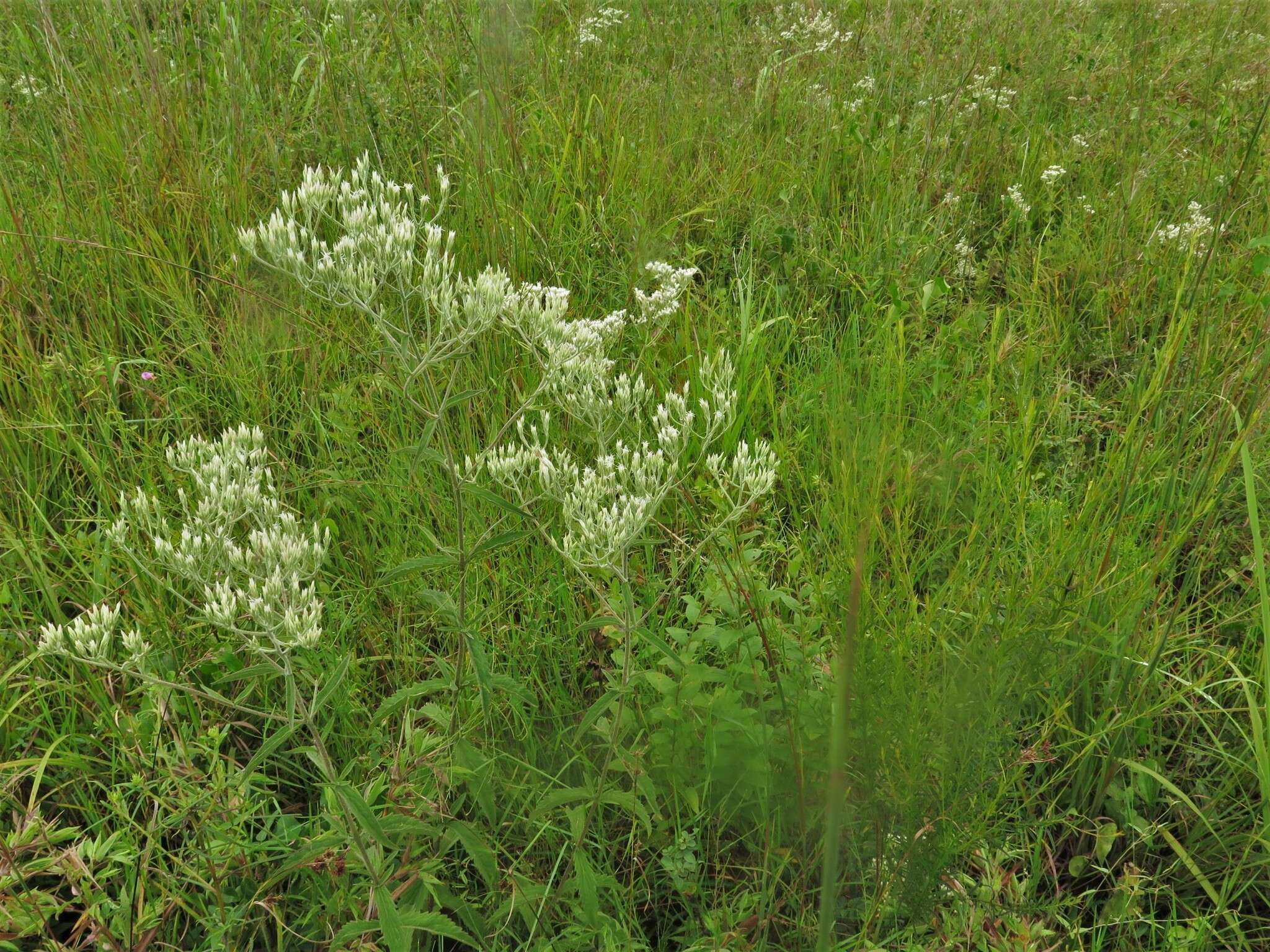 Eupatorium sullivaniae E. E. Schill.的圖片