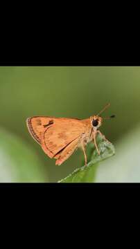 Plancia ëd Taractrocera archias quinta Swinhoe 1913