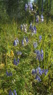 Aconitum volubile var. pubescens Regel的圖片