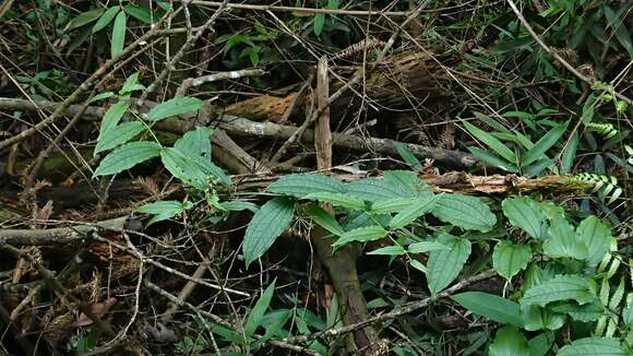 Слика од Smilax riparia A. DC.