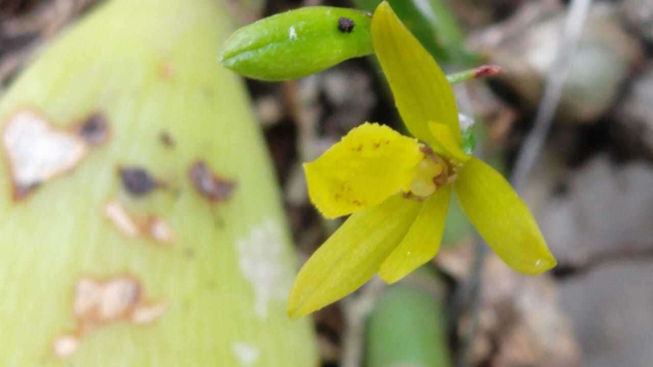 صورة Oestlundia ligulata (La Llave & Lex.) Soto Arenas