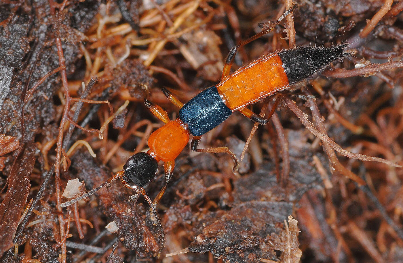 Image of Paederus (Paederus) riparius (Linnaeus 1758)