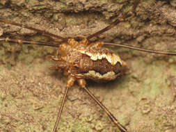 Image of <i>Dasylobus argentatus</i>