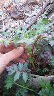 Image of whiteflower leafcup