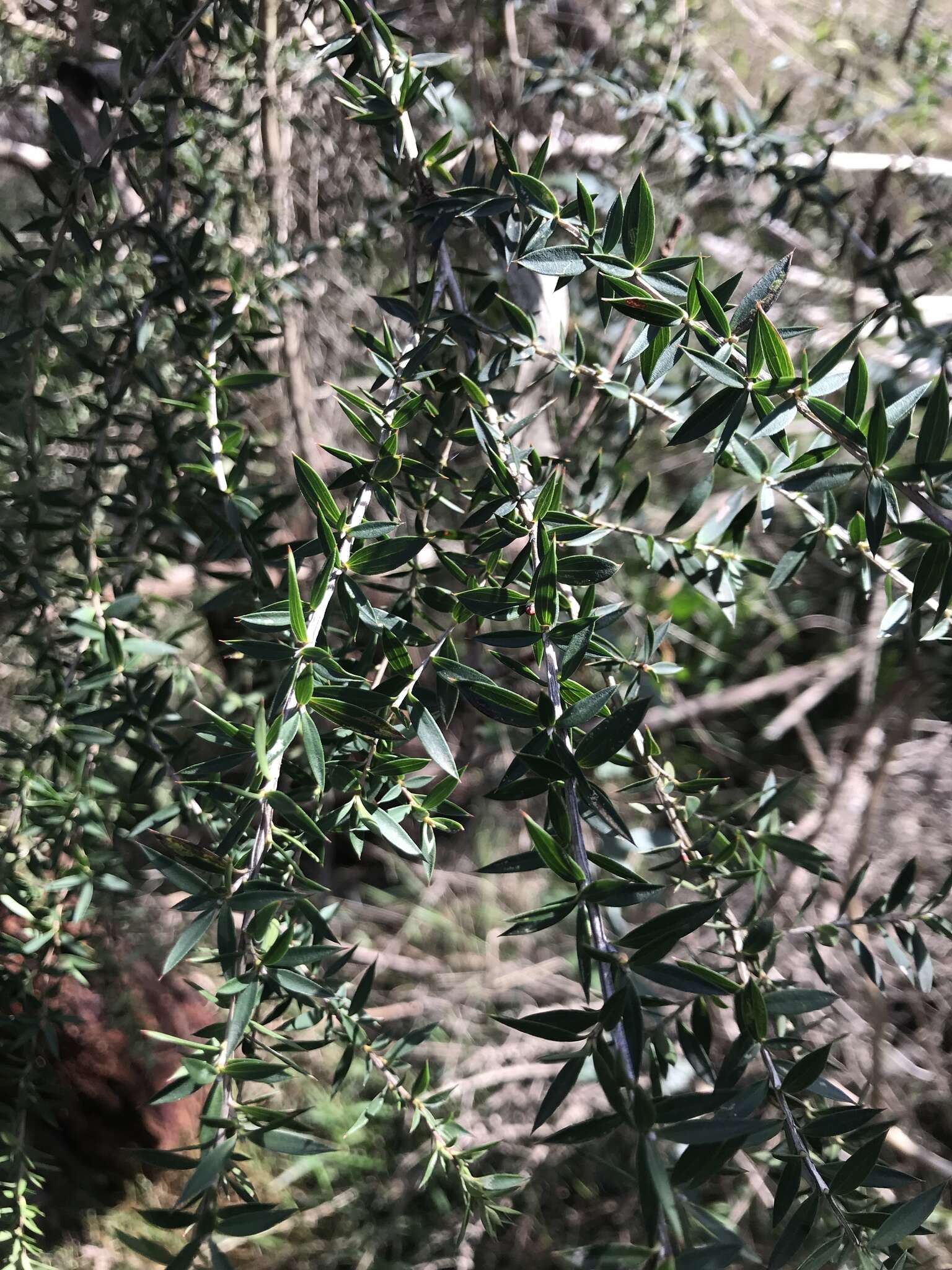 Image of Leptospermum continentale J. Thompson