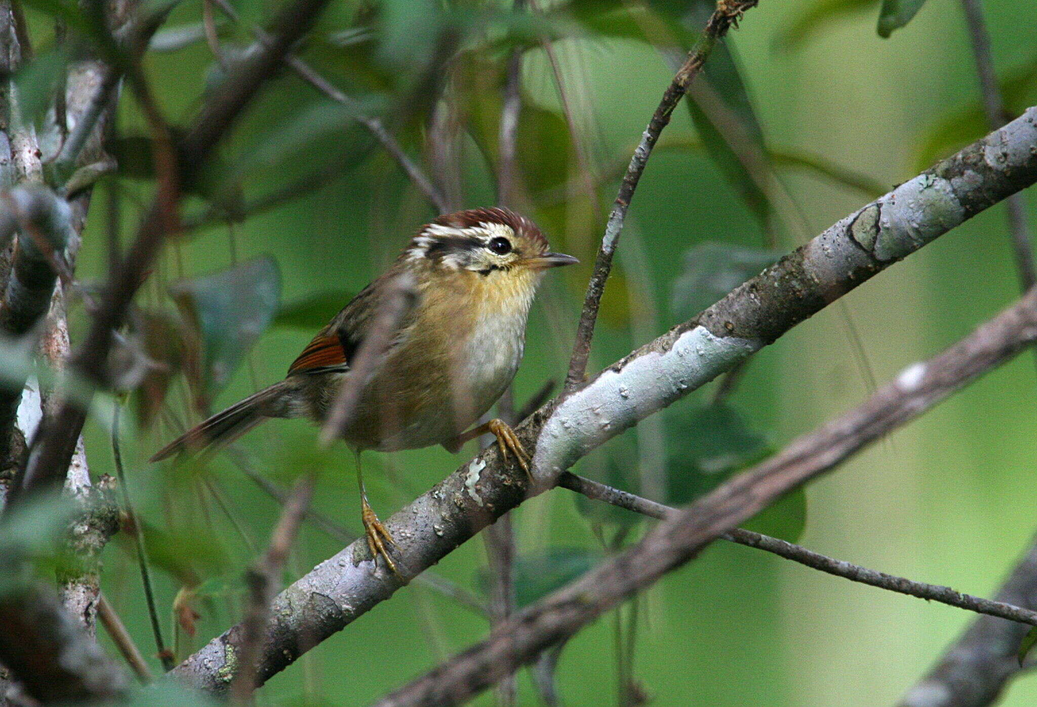 Image of Rufous-winged Fulvetta