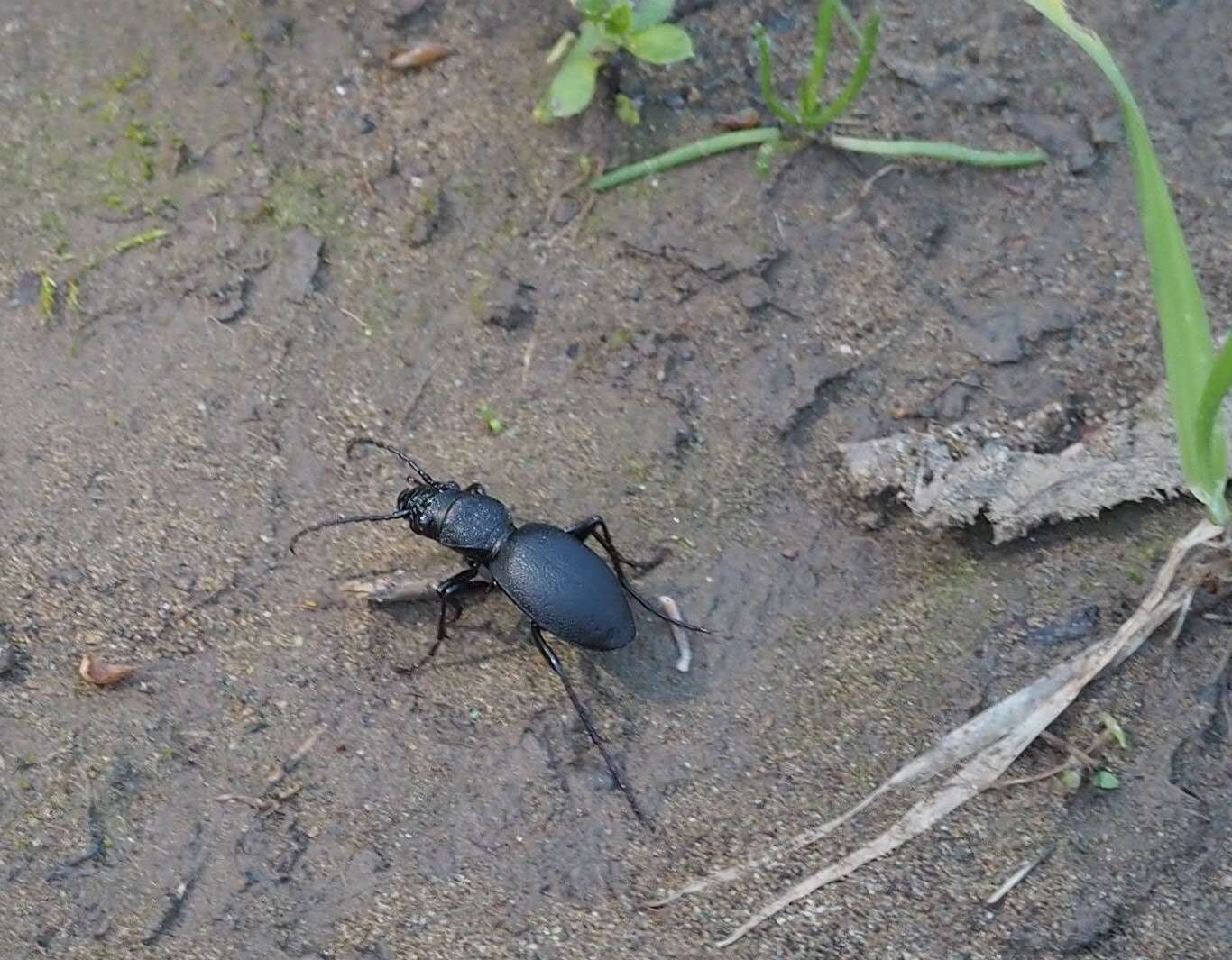 Image of Omus californicus Eschscholtz 1829