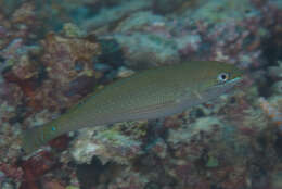 Image of Stripebelly wrasse