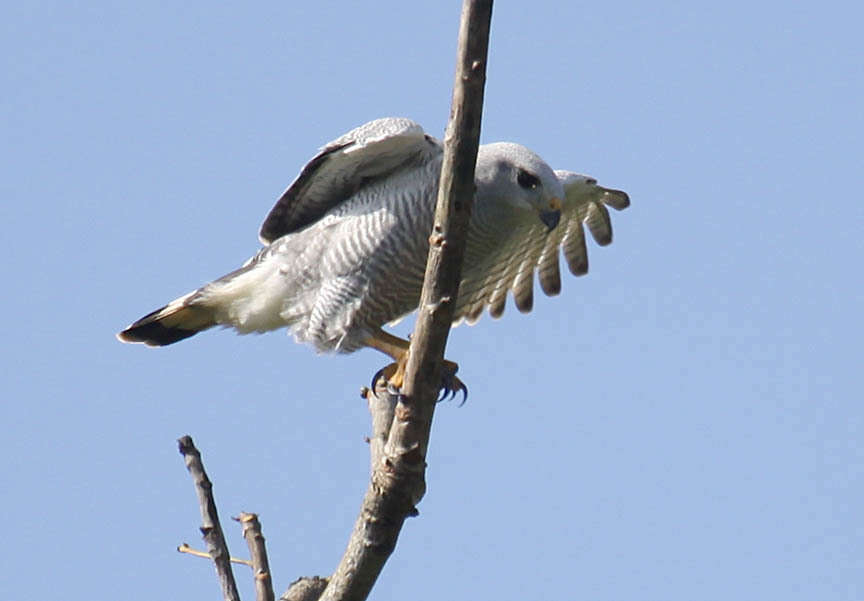 Image of Grey-lined Hawk