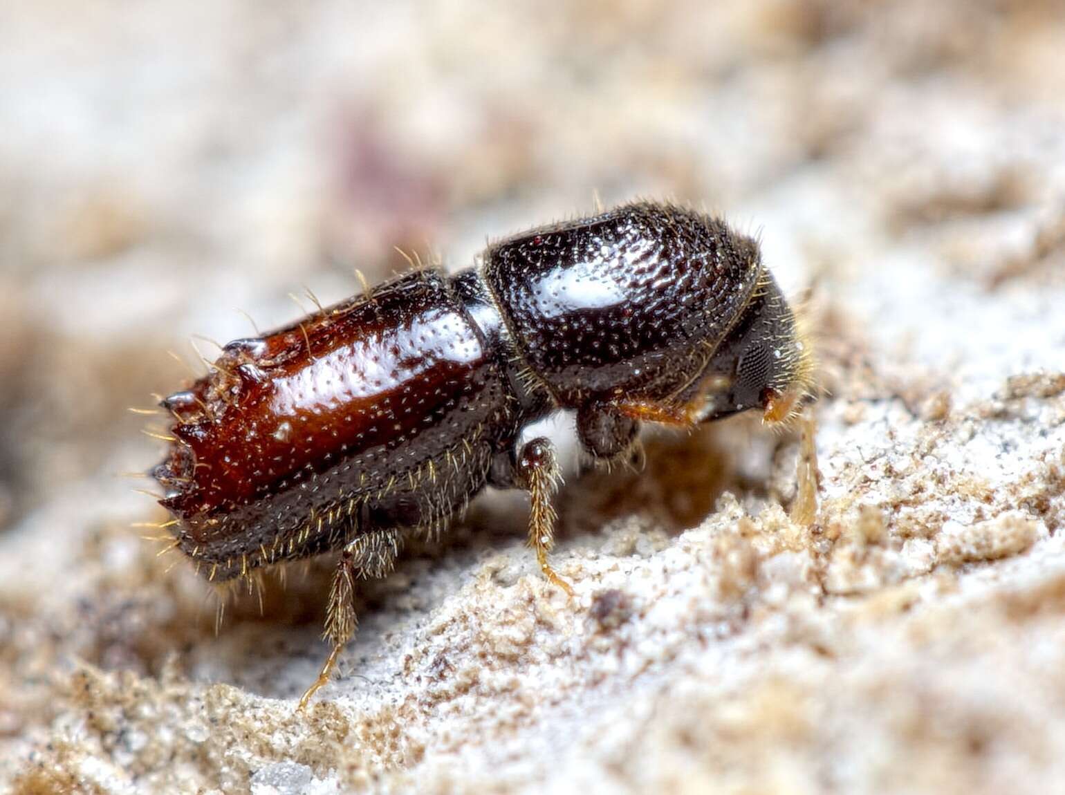 Image of Six-toothed spruce bark beetle