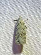 Image of Anacampsis comparanda Meyrick 1929
