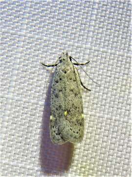 Image of Anacampsis comparanda Meyrick 1929