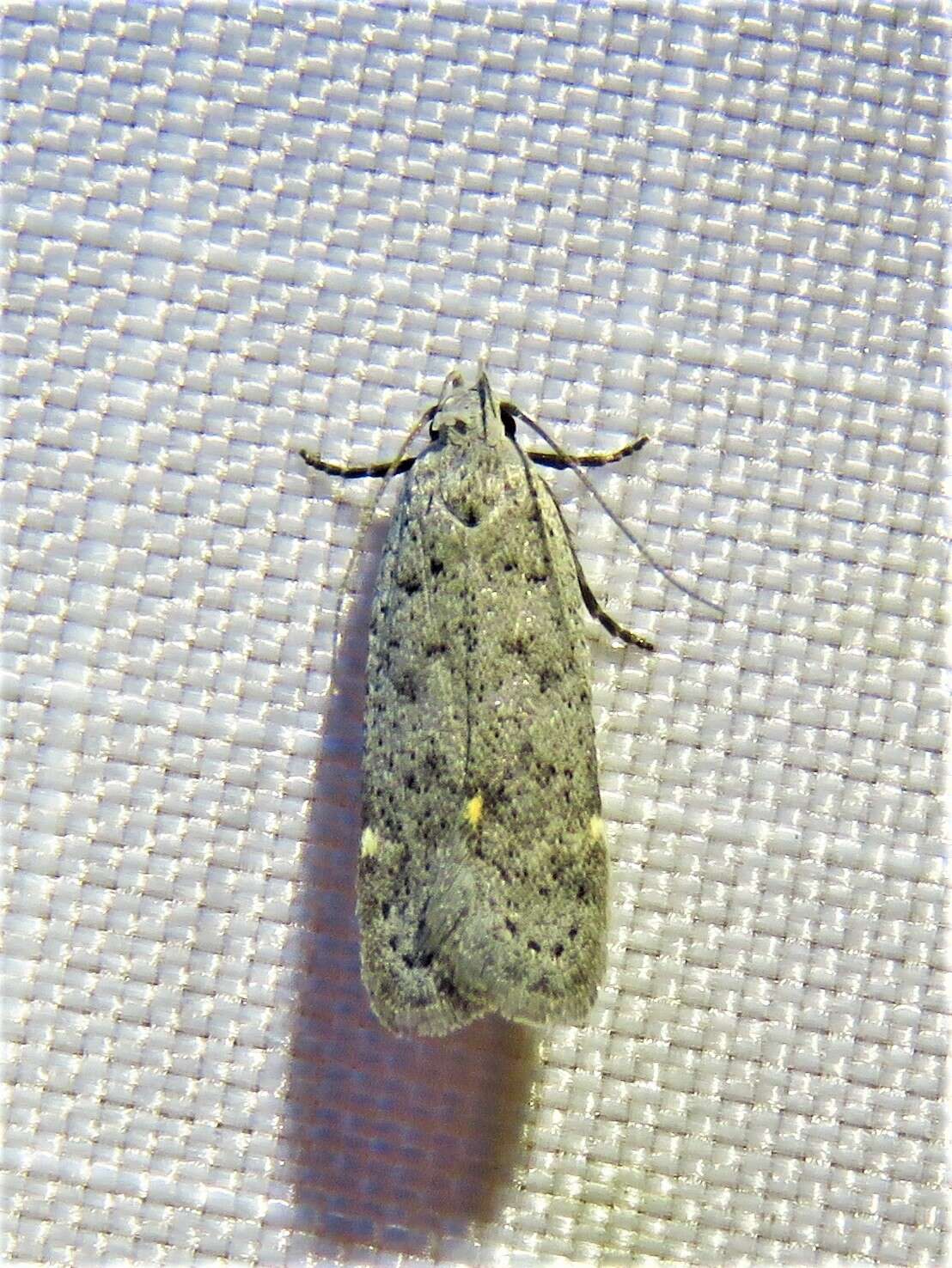 Image of Anacampsis comparanda Meyrick 1929