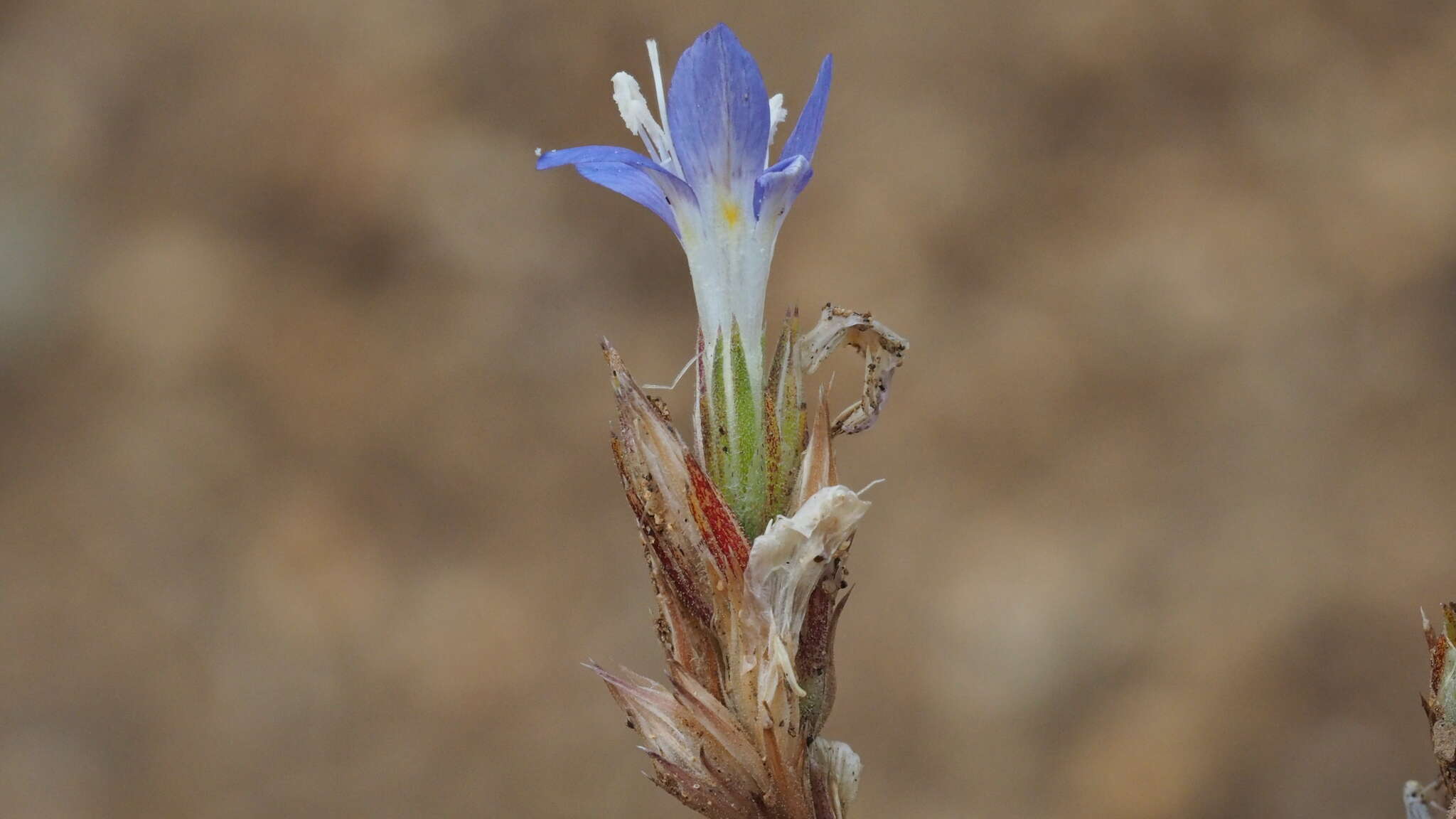 Image of sapphire woollystar