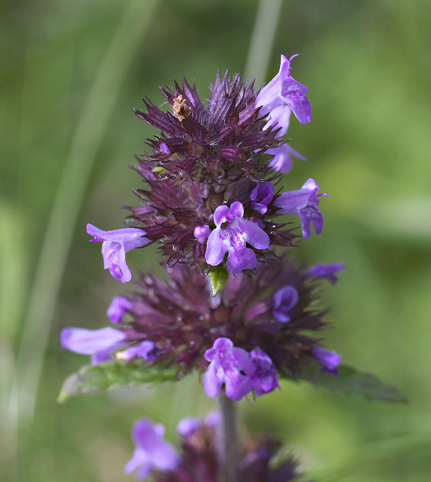 Image of Clinopodium chinense var. parviflorum (Kudô) H. Hara