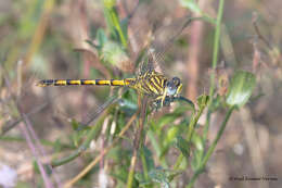 Imagem de Paragomphus lineatus (Selys 1850)