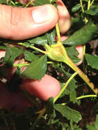 Image of Coyote Brush Stem Gall moth