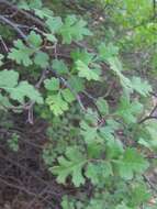 Image of pubescent skunkbush sumac