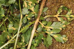 Image of Puccinia pimpinellae (F. Strauss) Link 1824