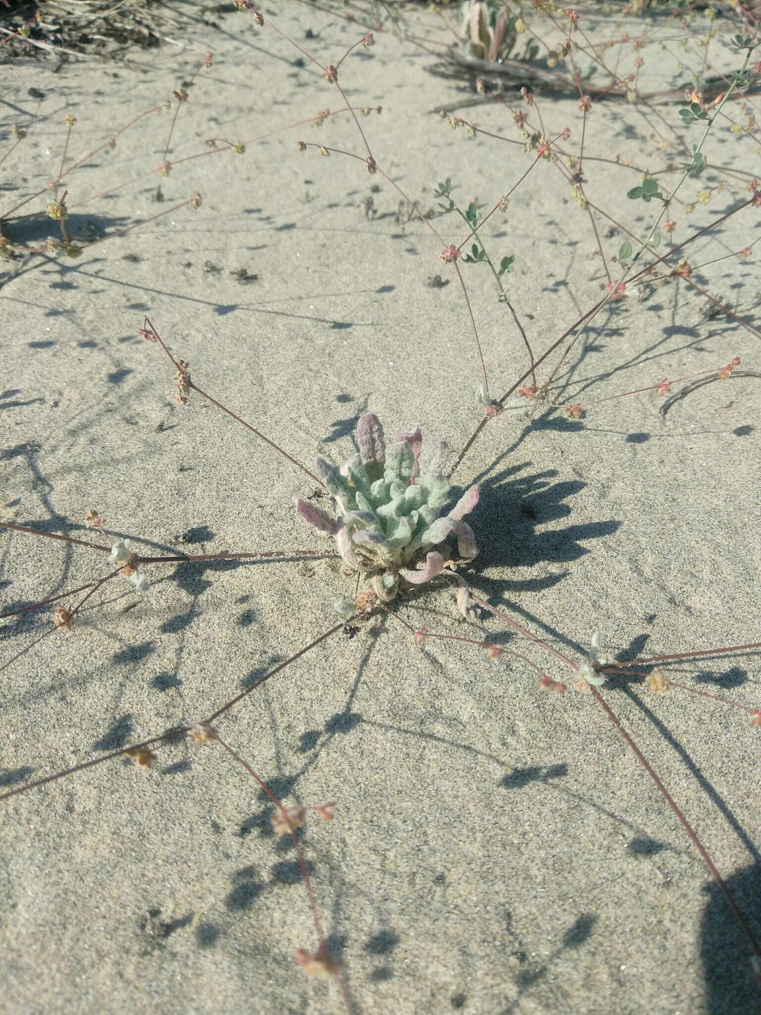 Image of cottonheads