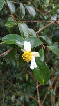 Imagem de Camellia kissi Wall.