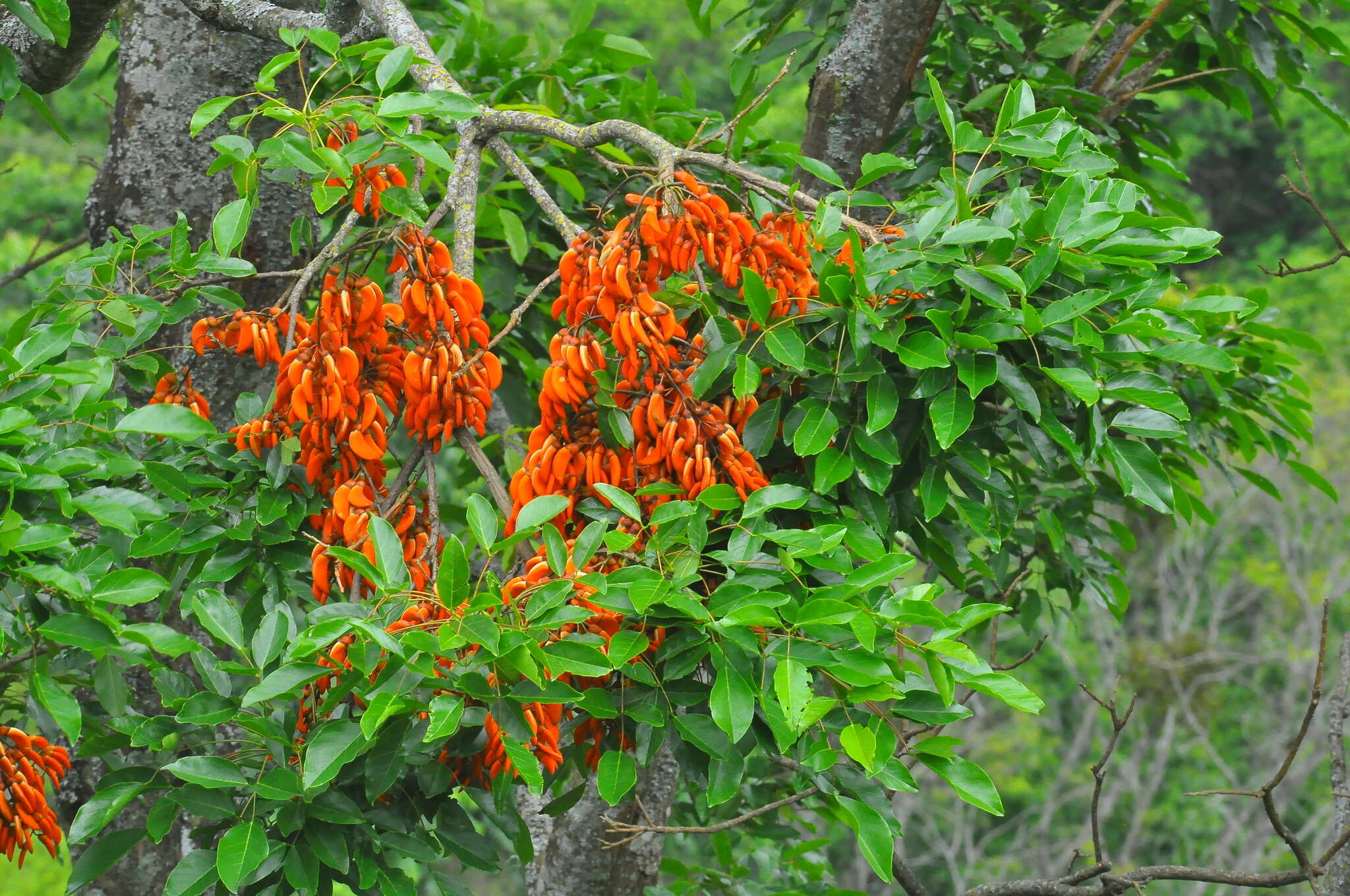 Erythrina falcata Benth. resmi