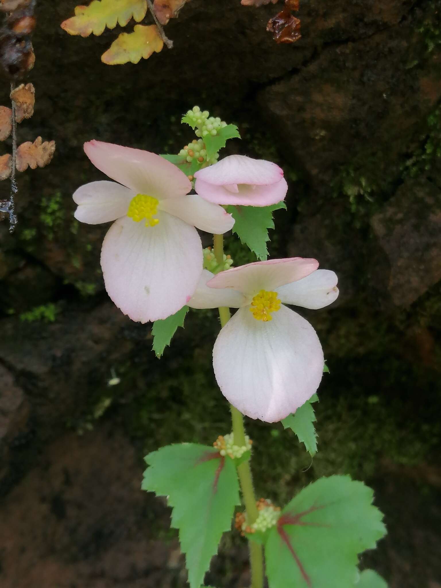 Image of Begonia bulbillifera Link & Otto