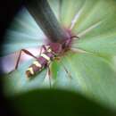 Image of Neoclytus balteatus Le Conte 1873