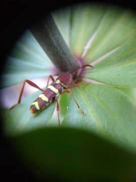 Image of Neoclytus balteatus Le Conte 1873