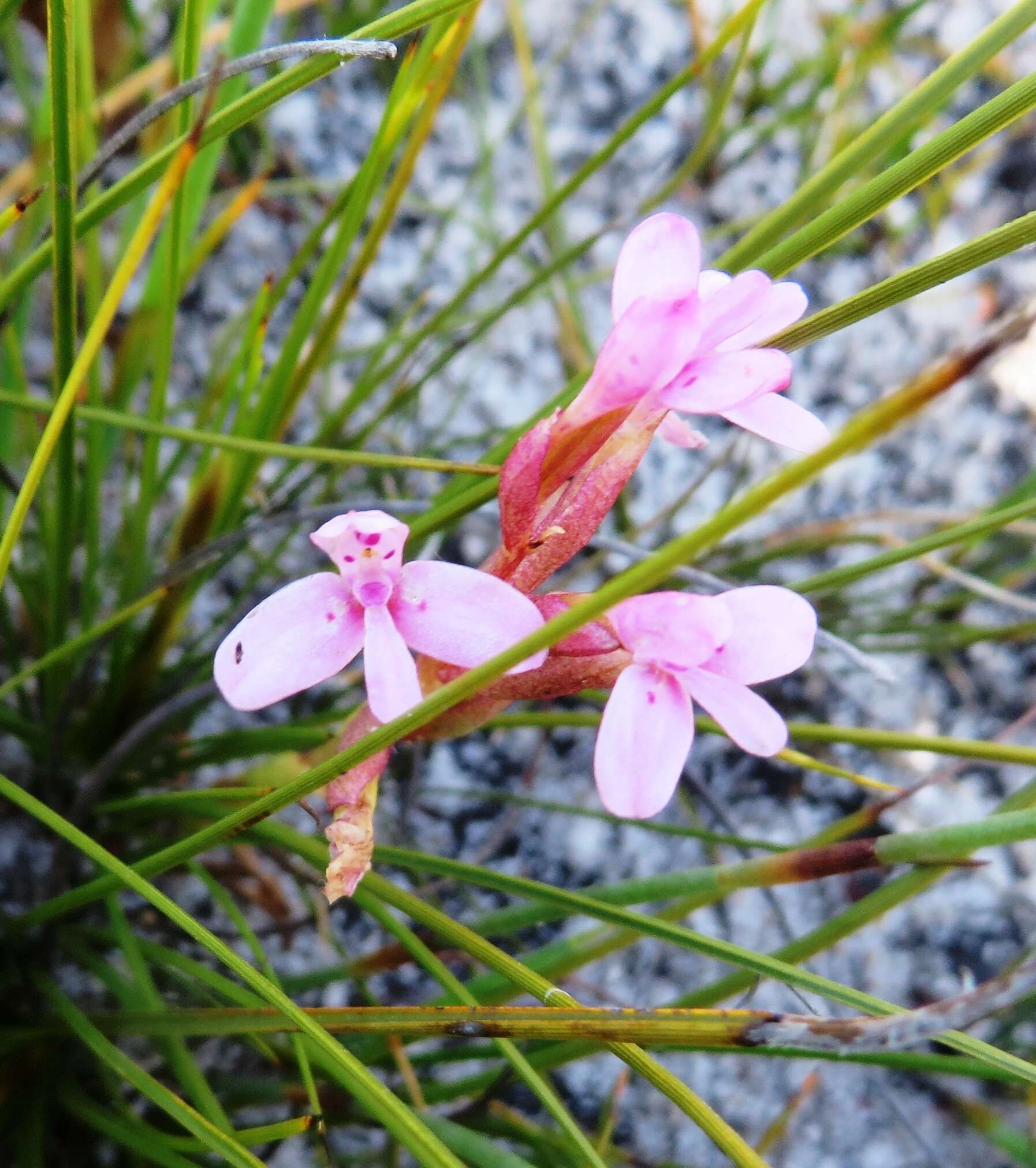 Image de Disa vaginata Harv. ex Lindl.