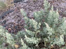 Image of sack saltbush