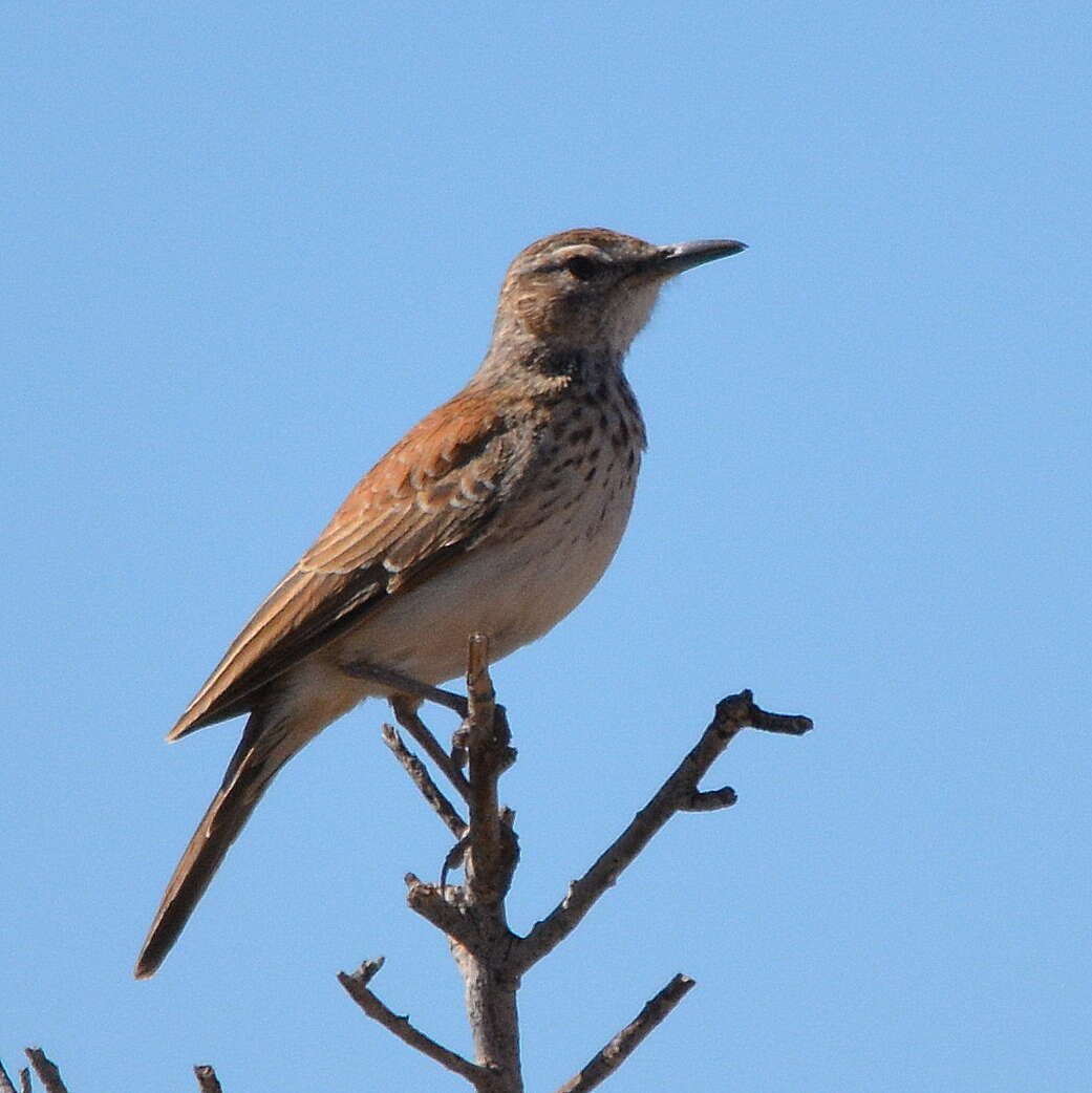 Image of Karoo Long-billed Lark