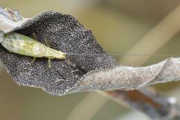 Image of Forbes's Tree Cricket