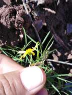 Image of Adenophyllum anomalum (Canby & Rose) J. L. Strother