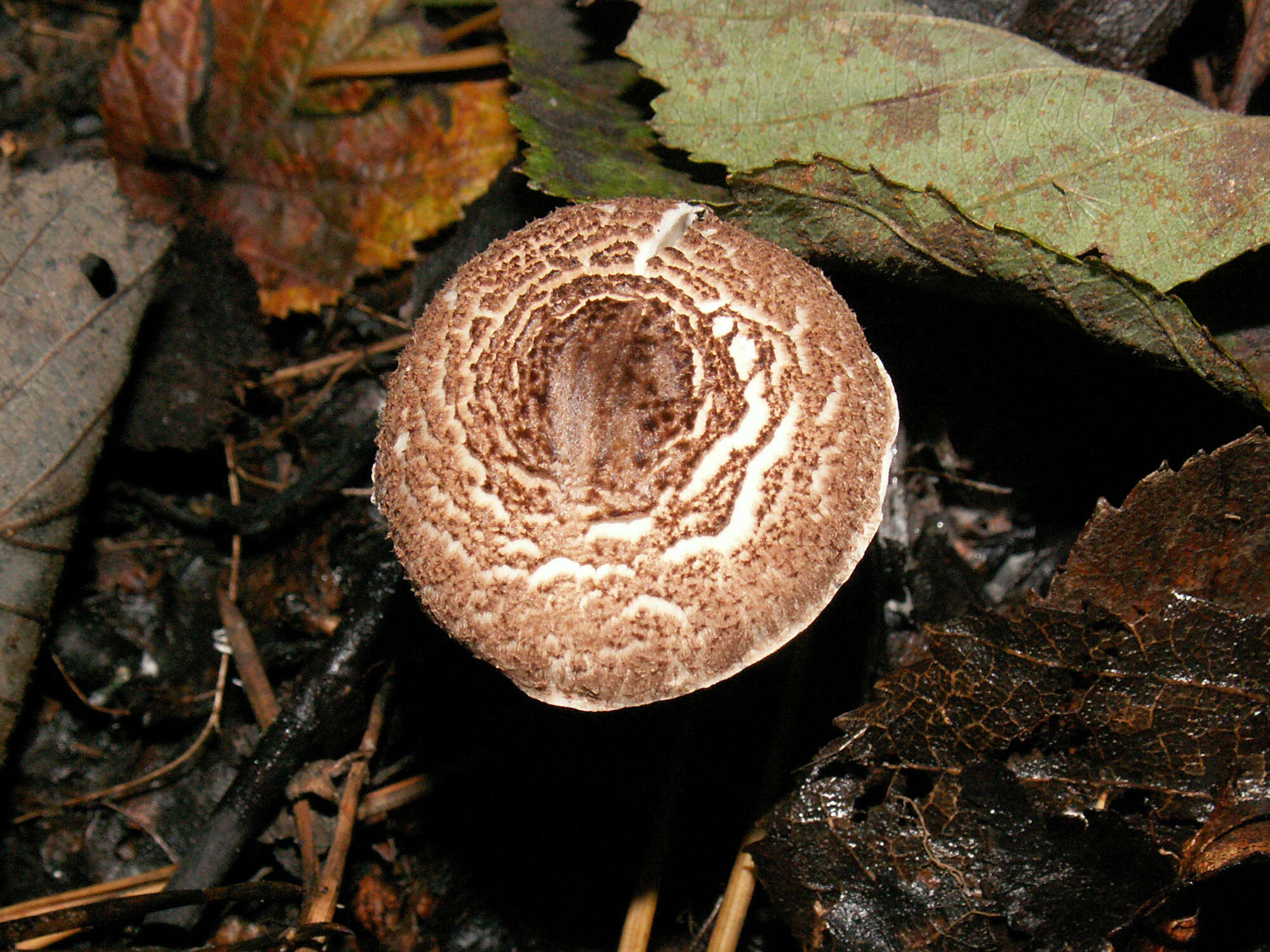 Image of Lepiota pseudolilacea Huijsman 1947