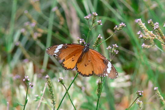 Image of <i>Danaus chrysippus orientis</i>