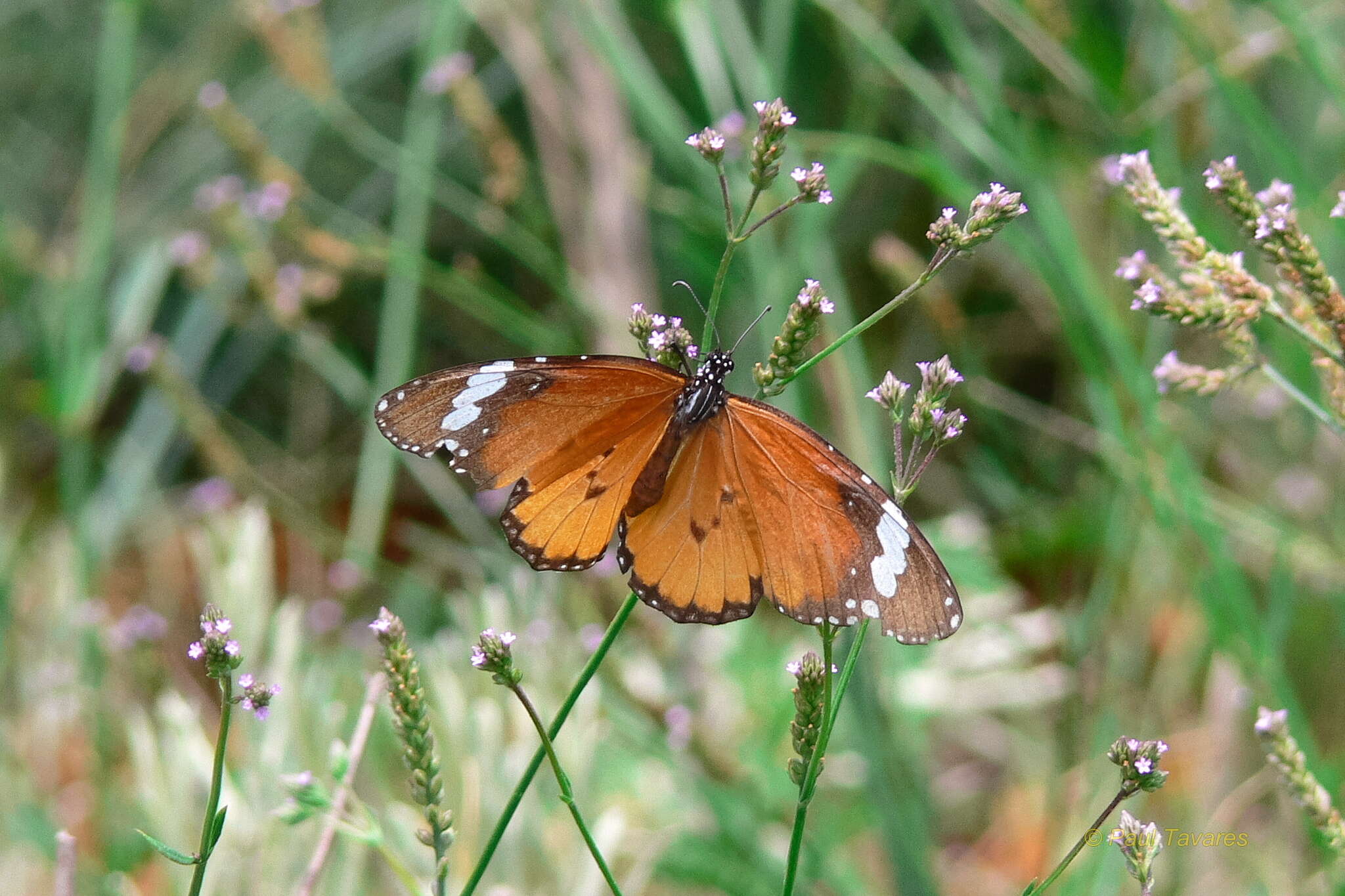 Imagem de <i>Danaus chrysippus orientis</i>