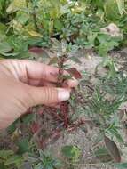 Image of Mediterranean Amaranth