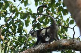 Plancia ëd Cercopithecus denti Thomas 1907