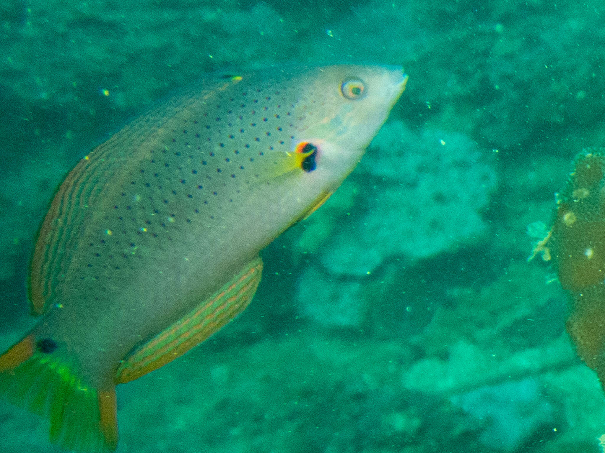 Image of Black wrasse