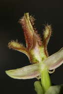 صورة Ophrys speculum subsp. regis-ferdinandii (Acht. & Kellerer ex Renz) Soó